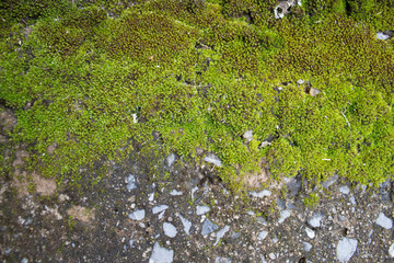 Moss growing on the concrete texture