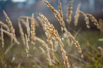 Fototapeta premium Blurry grass for Background