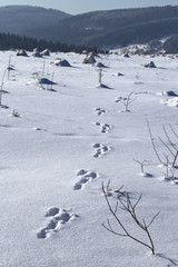 Winter landscape and tracks of hare in the foreground