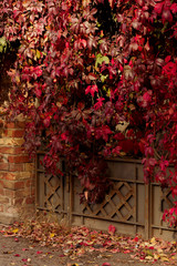 Autumn time. Tree-like girlish grapes (Parthenocissus quinquefolia) with red leaves.