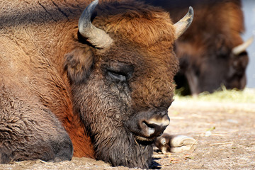 Wisent (Bison bonasus) also know as European bison or the European wood bison.