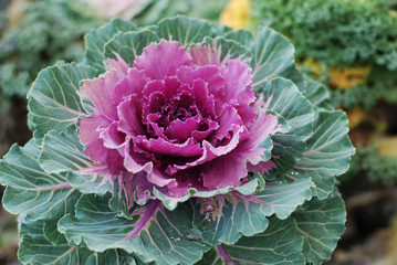 Purple Cabbage Flower Ornamental decorative cabbage flower Brassica or kale flower over black...