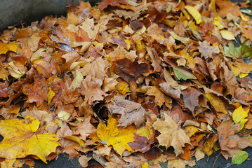 Background group autumn orange leaves. Outdoor. Parck background.