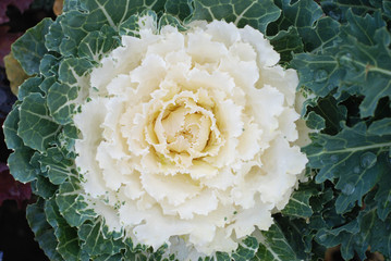 White Ornamental cabbage decorative plant. Top view. Decorative garden plant.
