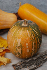 Orange and green pumpkin patch background texture, Halloween or Thanksgiving. Vertical image.