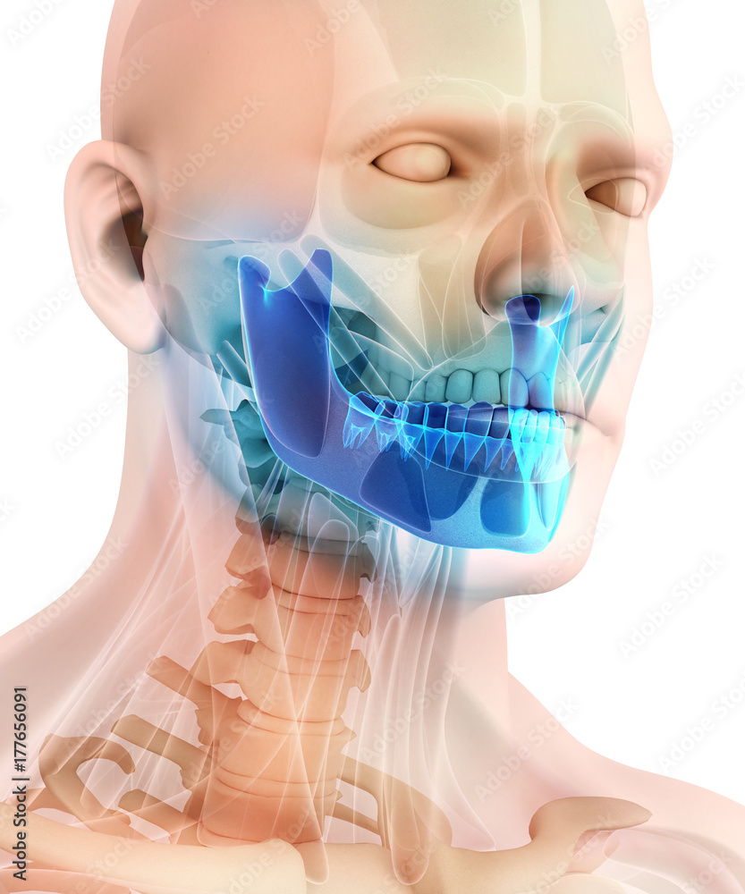 Wall mural 3D illustration of Mandible, medical concept.