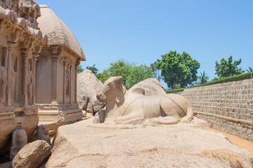 The bull behind Arjuna Ratha, Five rathas monument, Mahabalipuram, Tamil Nadu, India