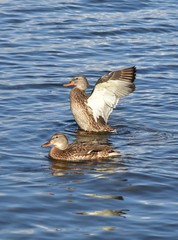 Ducks on the lake