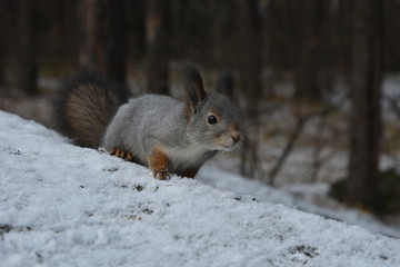 Naklejka na ściany i meble The squirrel on the first snow