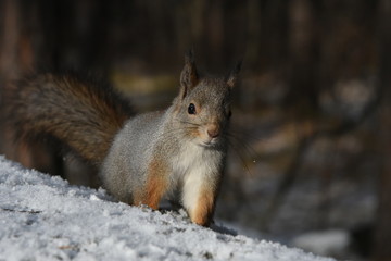 The squirrel on the first snow