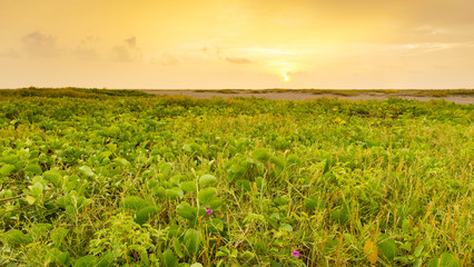 Playa Linda Landscape Mexico