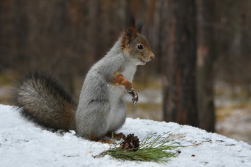Happy squirrel