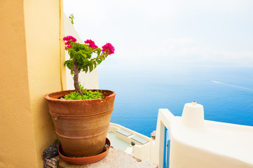 Flower pot on the balcony. Santorini island, Greece.