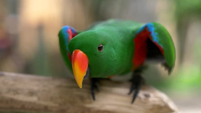 Funny green parrot on the branch