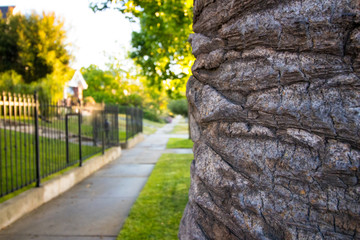 Los Angeles Street Tree