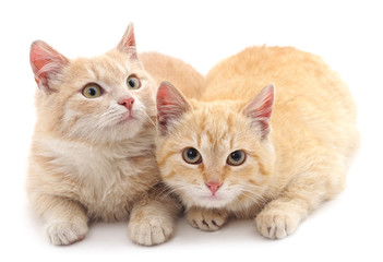 Obraz premium Two little kittens.