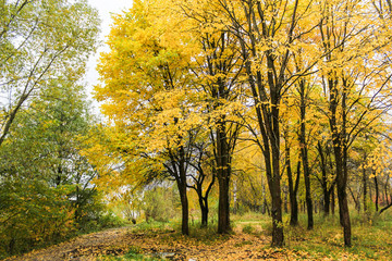 Fototapeta na wymiar Trees with yellow leaves.