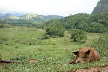 Vinales valley Cuba Caribbean Kuba UNESCO cigar