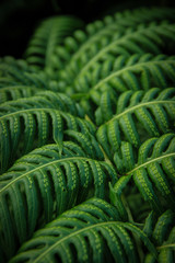 Green leaves on dark background, nature summer forest plant concept