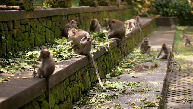 Monkey animals in Ubud monkey forest in Ubud, Bali, Indonesia
