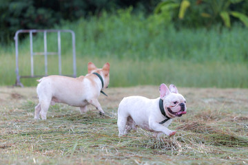Dog running and playing in the field