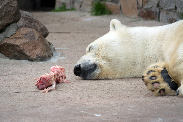Polar bear in the Saint-Petersburg zoo, overeaten