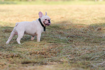 Dog running and playing in the field