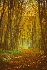 Obraz premium The road in the beautiful autumn forest