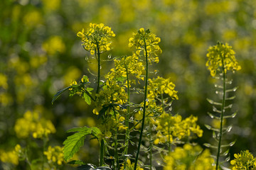 Schwarze Senf (Brassica nigra)
