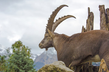 Alpensteinbock - Steinbock - Alpen - Berge - Hörner