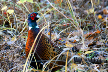 Common pheasant cock on autumn 
