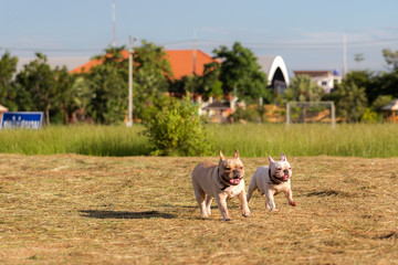 Dog running and playing in the field