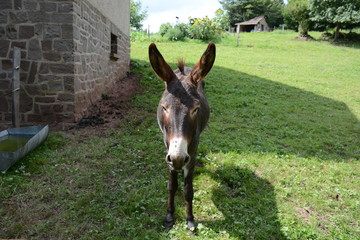 &Acirc;ne en gros plan