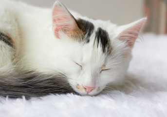  A cute white kitten is sleeping on a rug