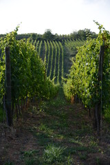 Vignoble alsacienne