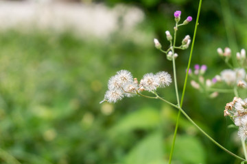 The grass is blown background.
