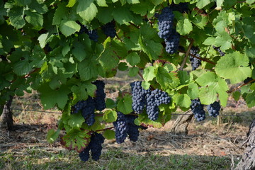 Vignes de raisin rouge