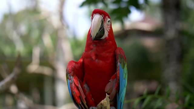 Scarlet macaw parrot bird. Bali bird park, Indonesia. 4K