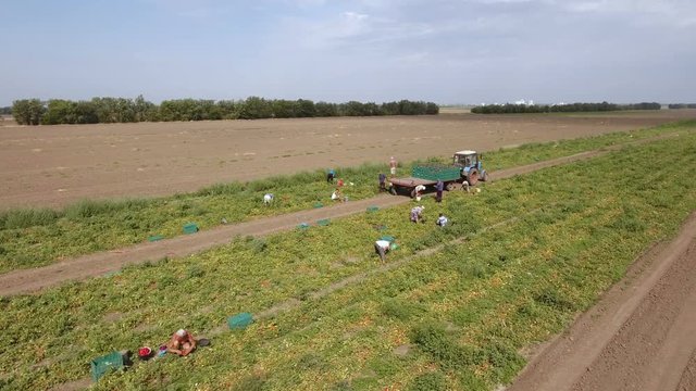 An encouraging bird`s eye shot of the tomato plants and people picking tomatoes and putting them in wooden boxes of a trailer. The tractor is waiting for tomatoes. The landscape is great and fine