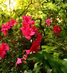Fototapeta premium crimson flowers