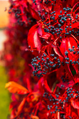 Rotes Weinlaub im Herbst