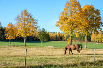 Autumn in the countryside of Ostergotland, Sweden on a sunny day in October 2017