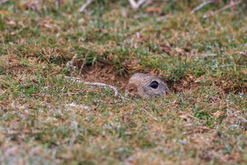Naklejka na ściany i meble prairie dog (cynomys ludovicianus) sticking out from a burrow.
