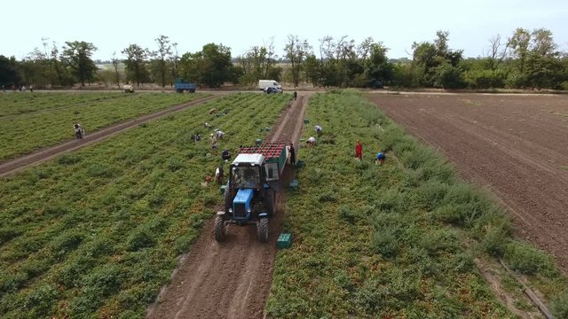 An amazing bird`s eye shot of the tomato plants and people picking tomatoes and putting them in wooden boxes of a trailer. The tractor does not move. The landscape is fine