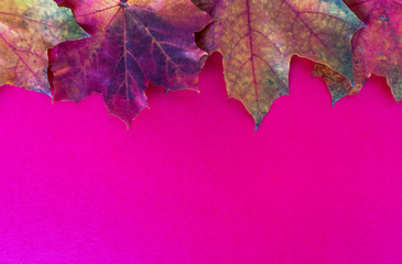 Autumn background, top view of colorful autumn leaves on pink or purple background 