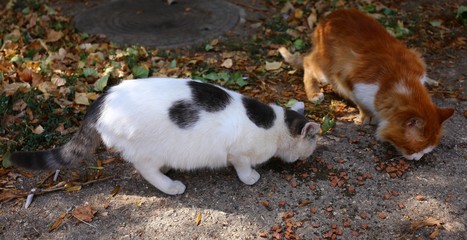 stray cat familiy eating outside
