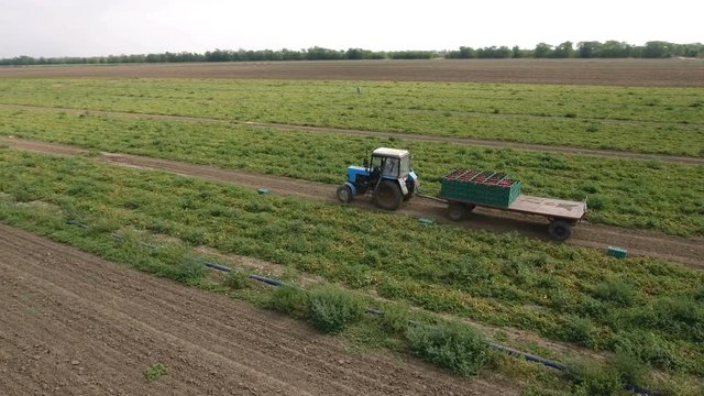 An inspiring bird`s eye shot of the tomato plants and people picking tomatoes and putting them in wooden boxes of a trailer. The tractor is transporting tomatoes. The landscape is great and gorgeous