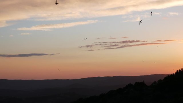 Volo di rondini nel cielo al tramonto in Toscana