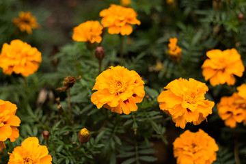 Yellow Tagetes in autumn, soft focus