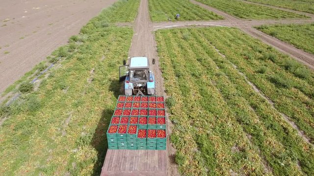 A bird`s eye shot of the green rows of tomato bushes and a tractor with a trailer keeping tomatoes in wooden boxes. The drone is flying after the tractor. The landscape is agricultural and nice